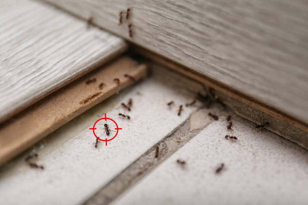 Best Wasp Removal Services  in Ridgefield, NJ