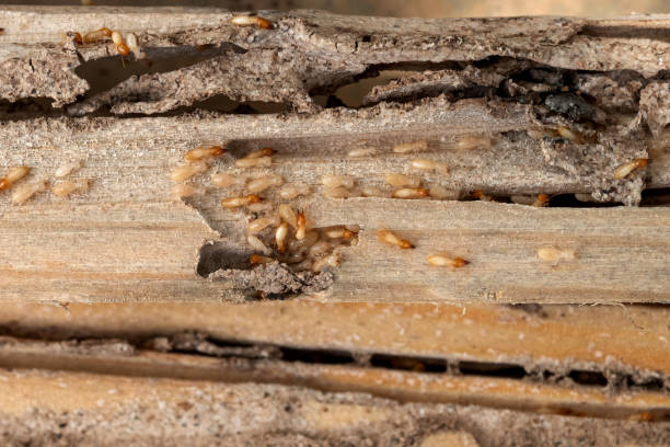 Best Pest Prevention Services  in Ridgefield, NJ